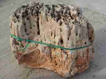 TSP-11T  |  FINDLING