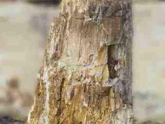 TSP-16A  |  VERSTEINERTES HOLZ