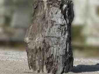 TSP-16B  |  VERSTEINERTES HOLZ