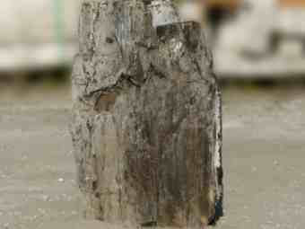 TSP-16H  |  VERSTEINERTES HOLZ