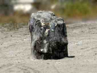 TSP-16J  |  VERSTEINERTES HOLZ