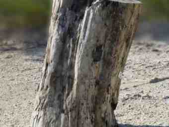 TSP-16M  |  VERSTEINERTES HOLZ