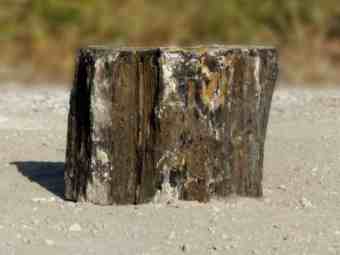 TSP-16N  |  VERSTEINERTES HOLZ