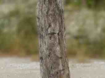 TSP-16P  |  VERSTEINERTES HOLZ