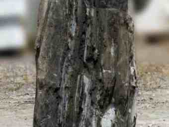 TSP-16Q  |  VERSTEINERTES HOLZ