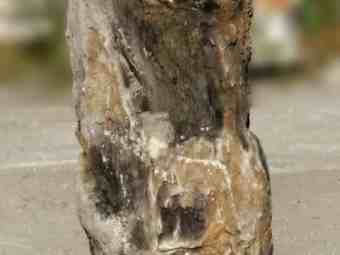 TSP-16R  |  VERSTEINERTES HOLZ