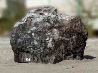 TSP-16S  |  VERSTEINERTES HOLZ