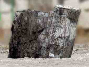 TSP-16T  |  VERSTEINERTES HOLZ