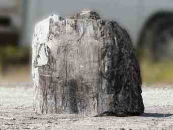 TSP-16V  |  VERSTEINERTES HOLZ