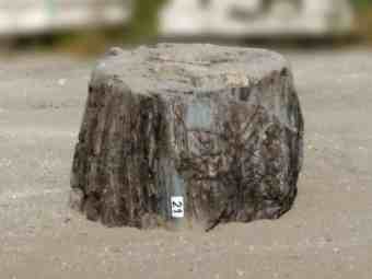 TSP-16W  |  VERSTEINERTES HOLZ