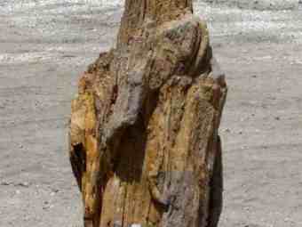 TSP-17C  |  VERSTEINERTES HOLZ