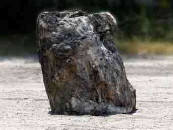 TSP-17E  |  VERSTEINERTES HOLZ