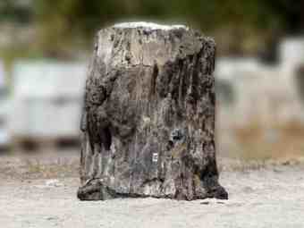 TSP-17F  |  VERSTEINERTES HOLZ