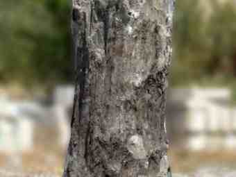 TSP-17H  |  VERSTEINERTES HOLZ