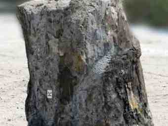 TSP-17J  |  VERSTEINERTES HOLZ