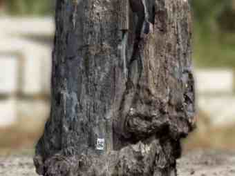 TSP-17L  |  VERSTEINERTES HOLZ