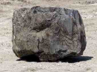 TSP-17P  |  VERSTEINERTES HOLZ