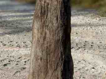 TSP-17Q  |  VERSTEINERTES HOLZ