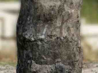 TSP-17R  |  VERSTEINERTES HOLZ