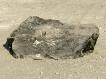 TSP-17S  |  VERSTEINERTES HOLZ