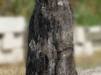 TSP-17T  |  VERSTEINERTES HOLZ