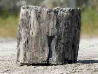 TSP-17U  |  VERSTEINERTES HOLZ