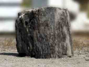 TSP-17V  |  VERSTEINERTES HOLZ