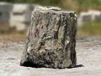 TSP-17X  |  VERSTEINERTES HOLZ