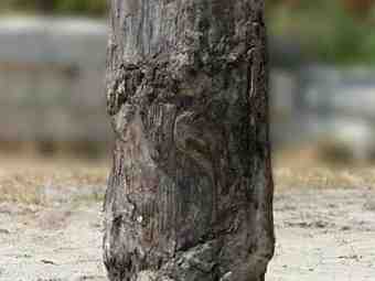 TSP-18A  |  VERSTEINERTES HOLZ